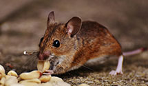 24 Hour & Emergency Exterminators in Fairfield, CT